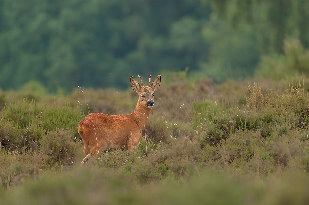 OCUK75831: Majestic Roe Deer in Natural Habitat