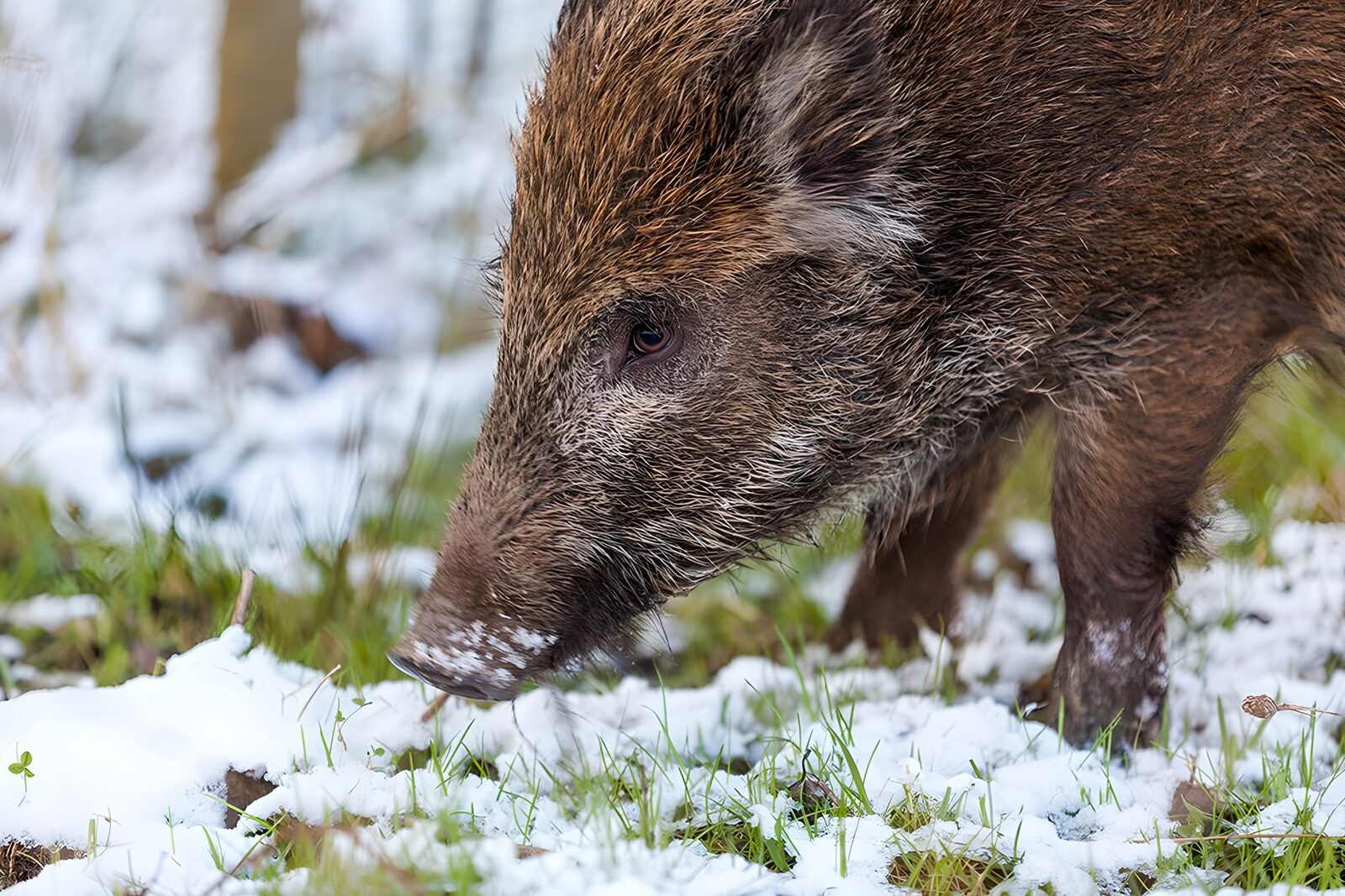 OCUK97329: Wild Boar in Winter Landscape