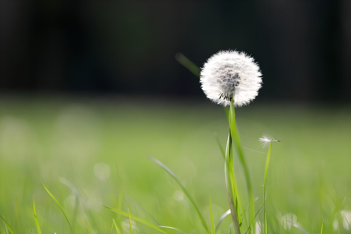 OCUK49314: Delicate Dandelion in the Breeze