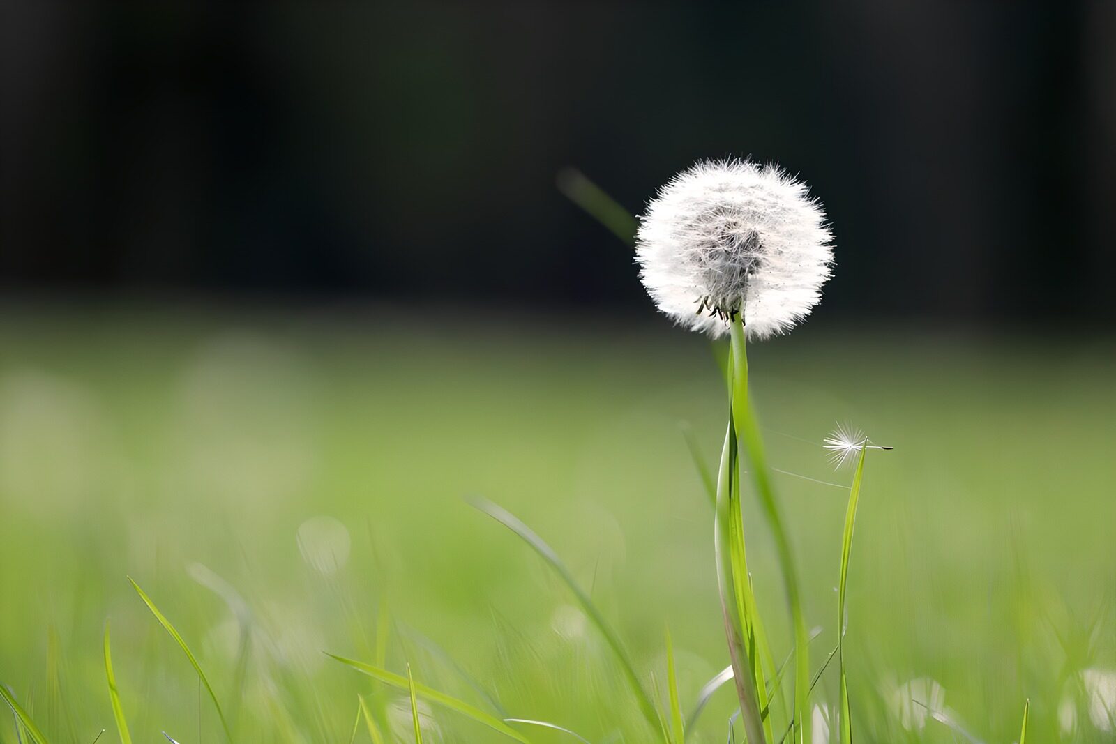 OCUK49314: Delicate Dandelion in the Breeze