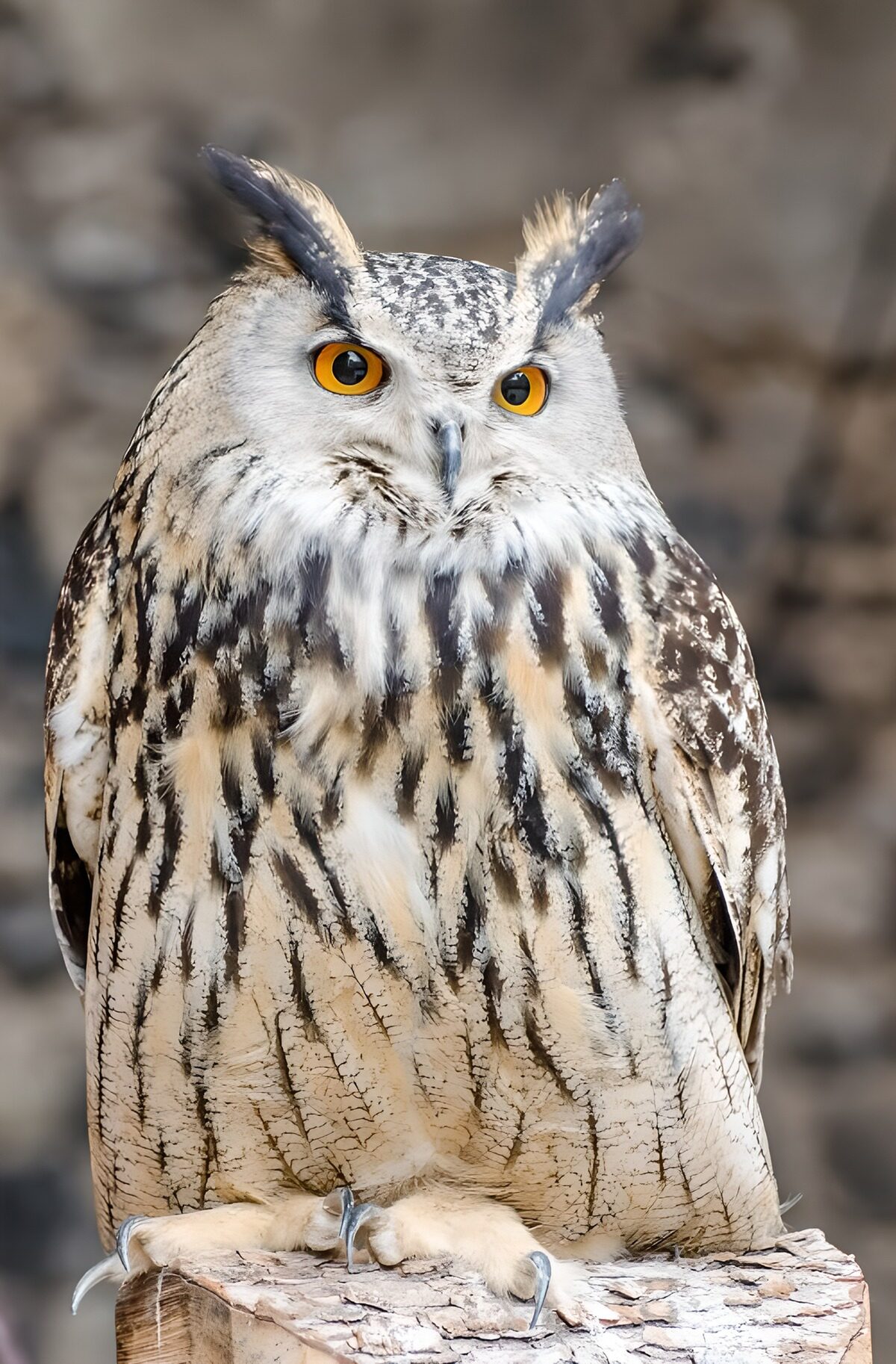 OCUK83426: Majestic Eurasian Eagle Owl