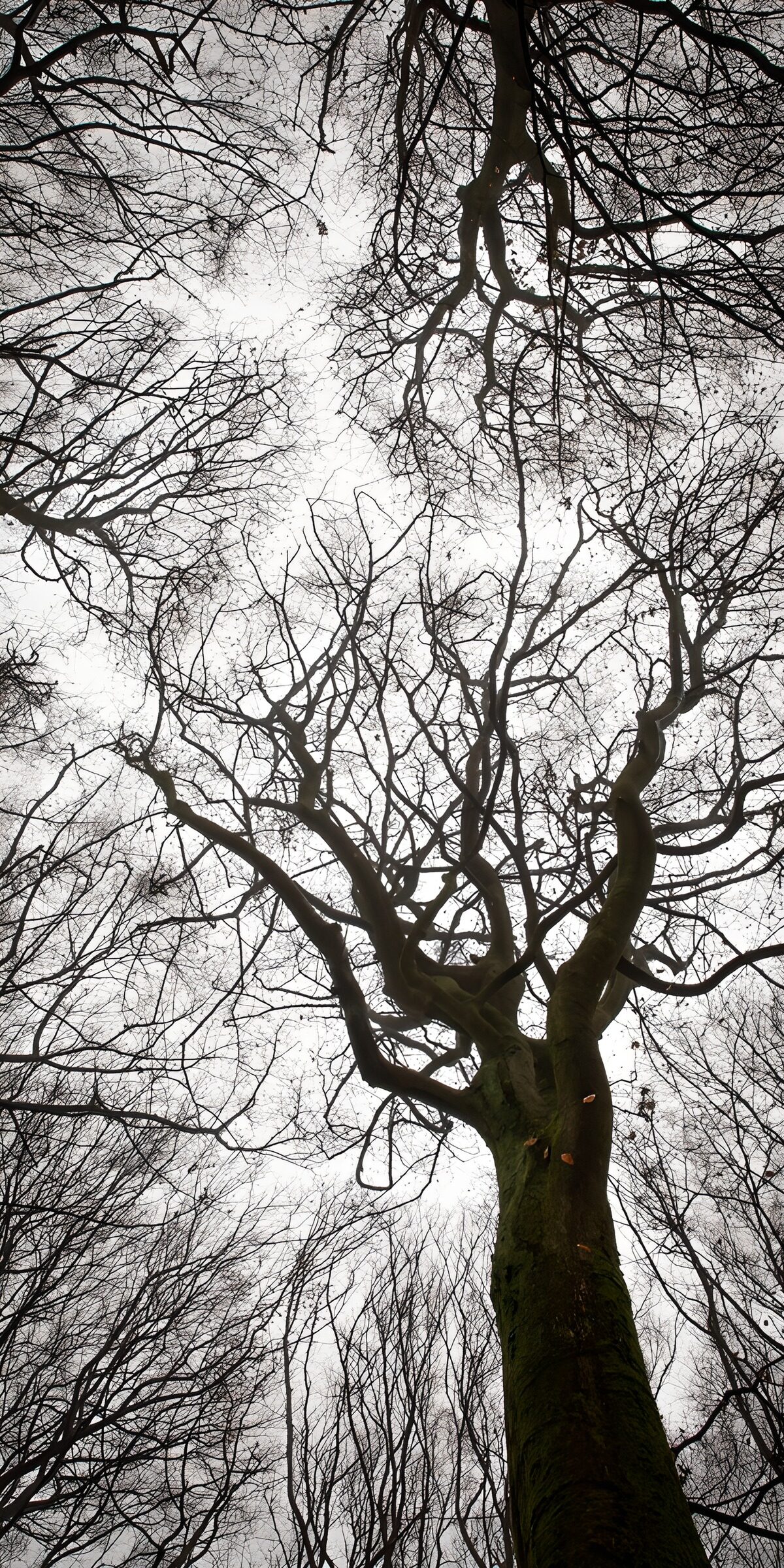 OCUK65339: Branches Against a Gloomy Sky