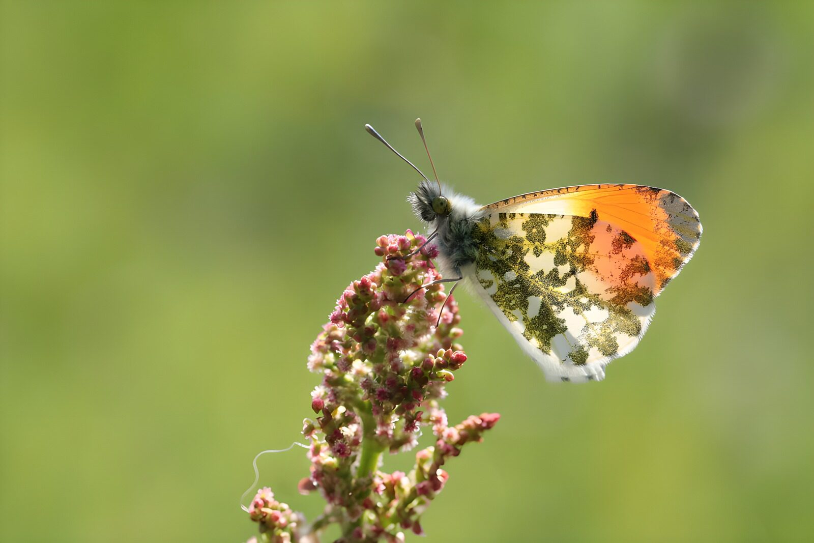 OCUK98139: Colorful Butterfly on a Blooming Flower