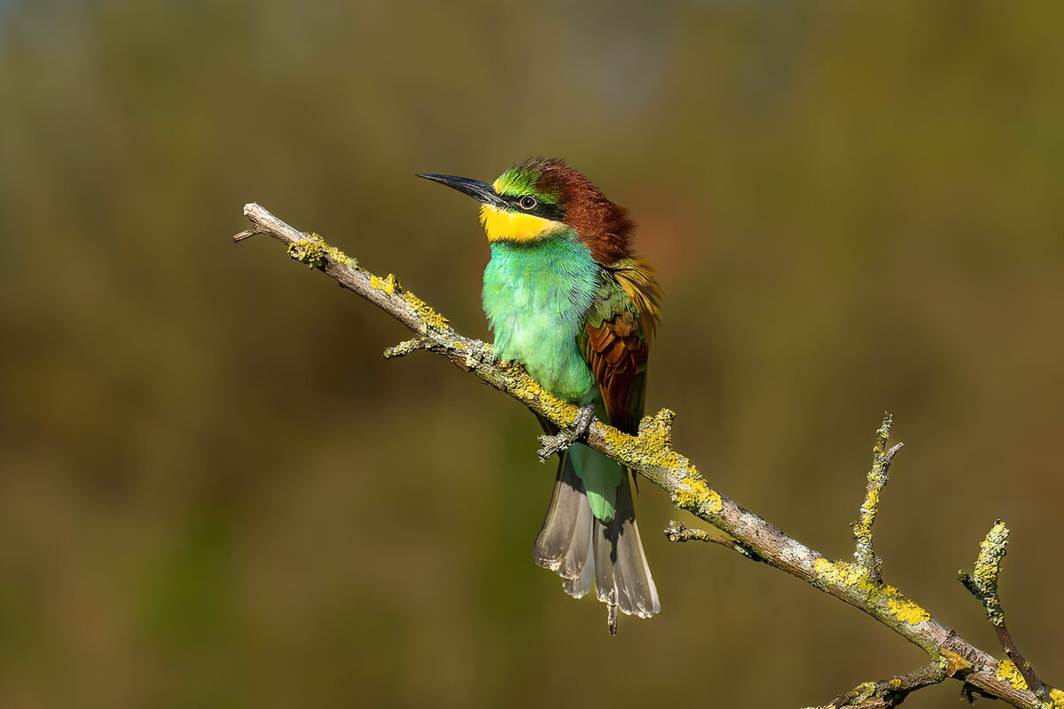 OCUK17439: Colorful Bee-Eater Perched on a Branch