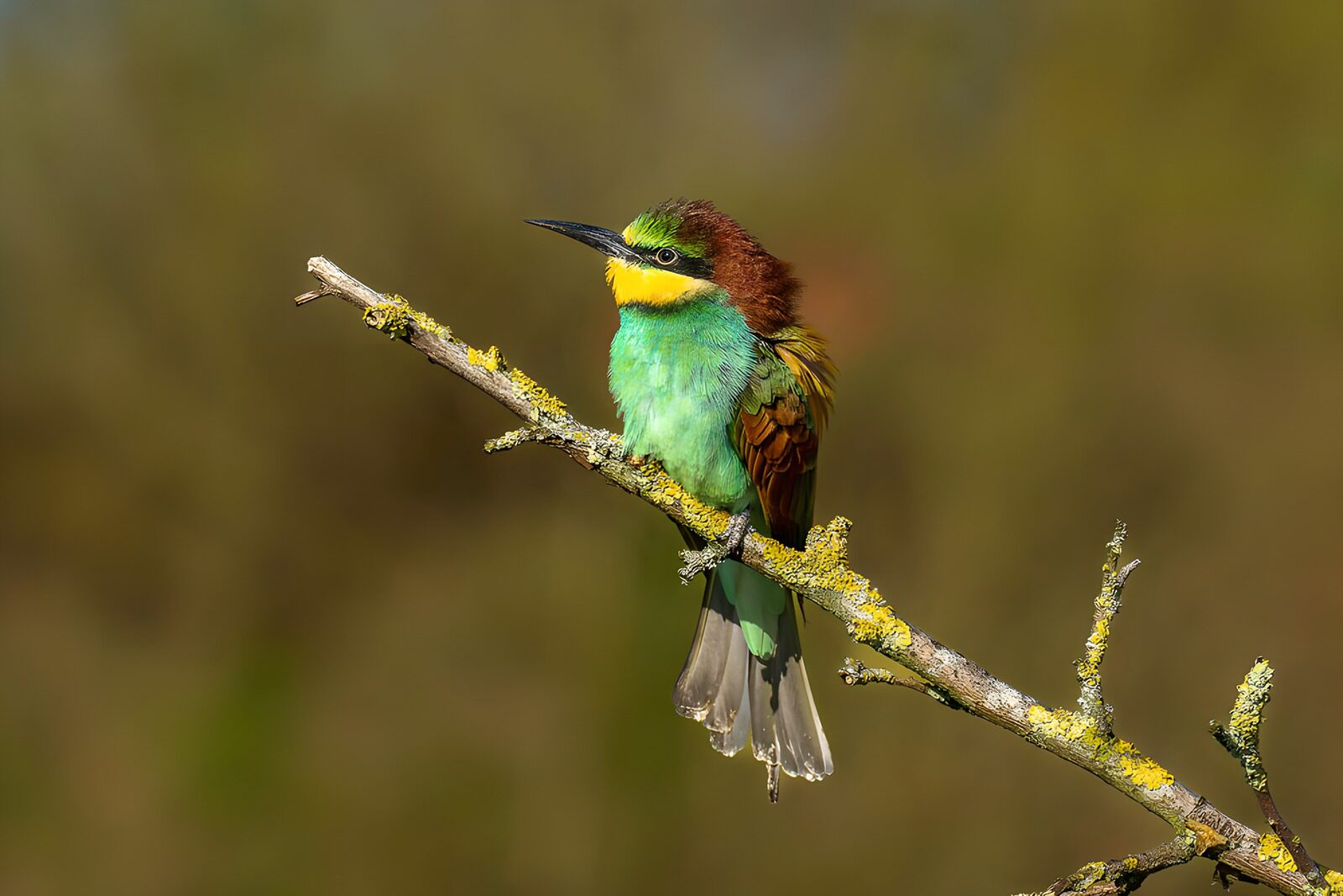 OCUK17439: Colorful Bee-Eater Perched on a Branch