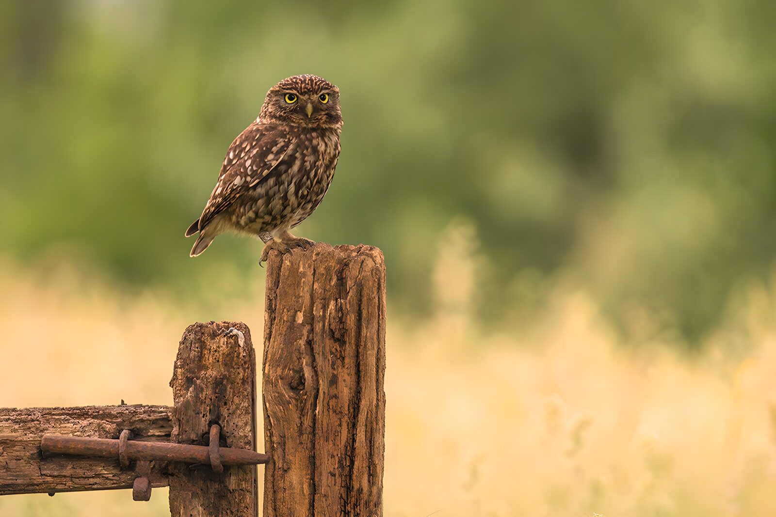 OCUK56895: Wise Sentinel: The Little Owl