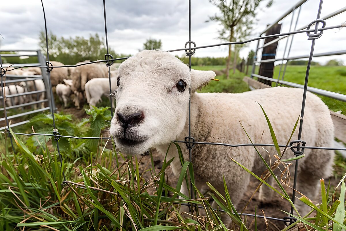 OCUK71531: Curious Lamb Behind the Fence