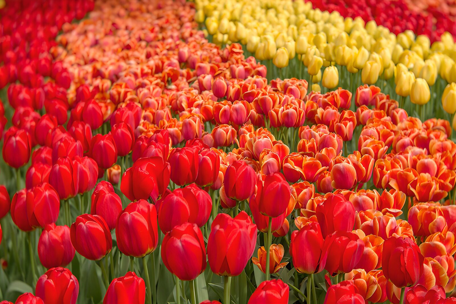 OCUK78425: Colorful Tulip Fields in Bloom