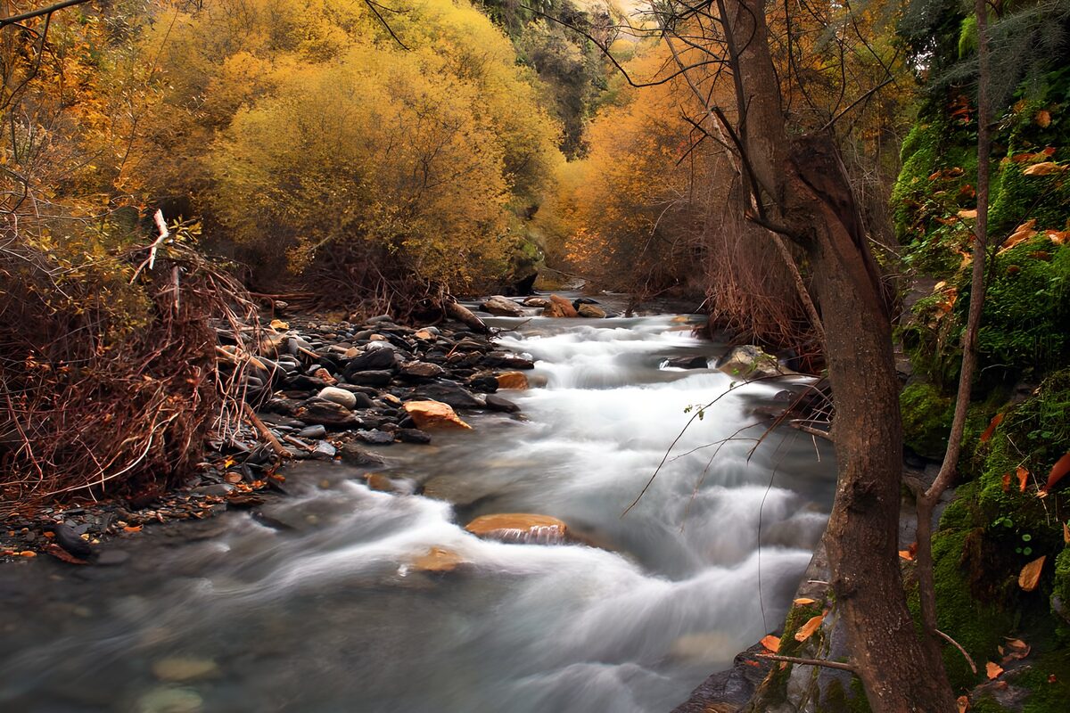 OCUK54207: Serene Autumn Stream Flow