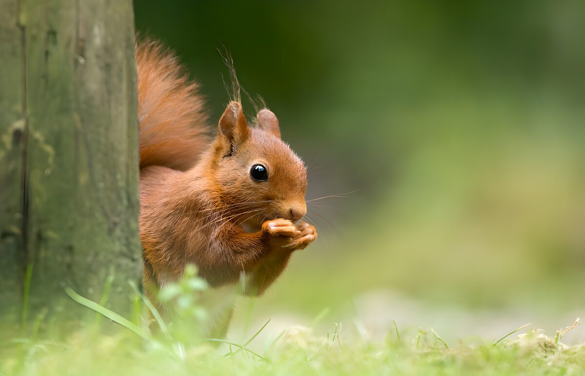 OCUK17590: Curious Squirrel Enjoying a Snack