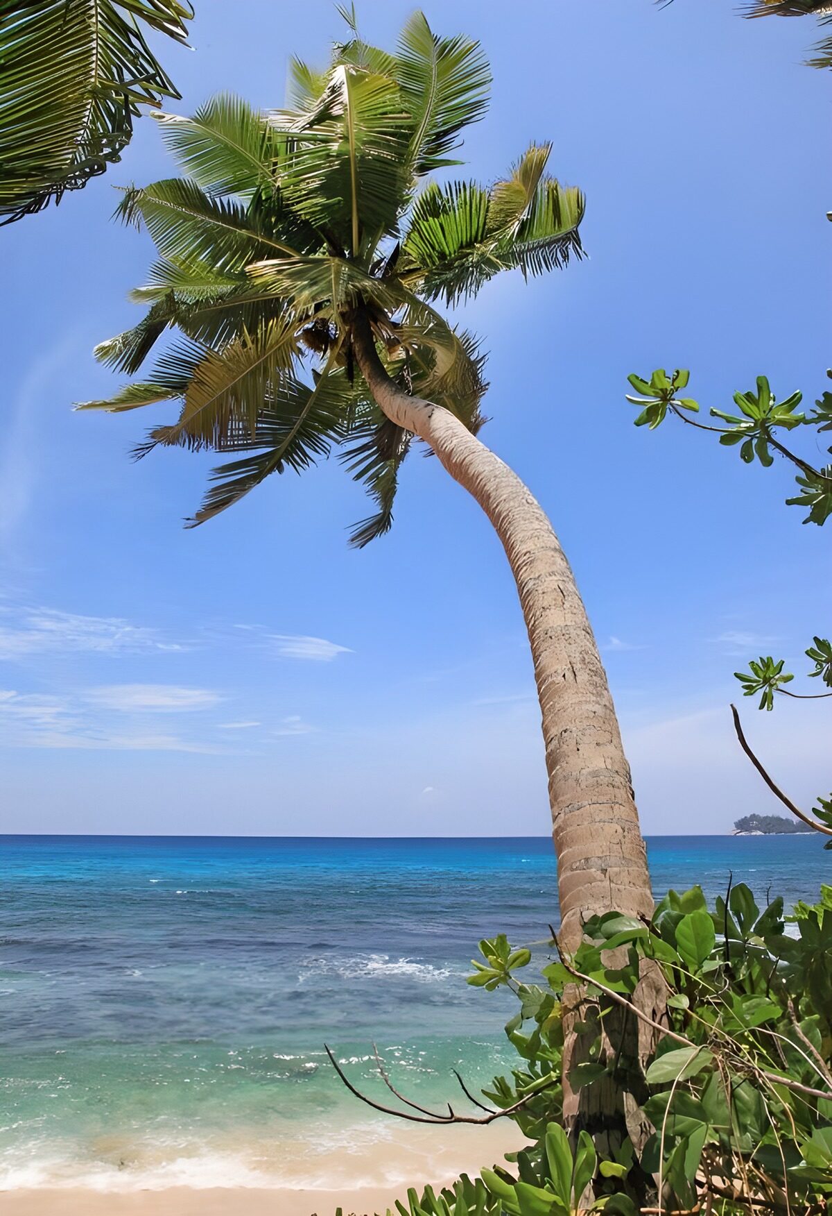 OCUK15104: : Tropical Serenity by the Coast
