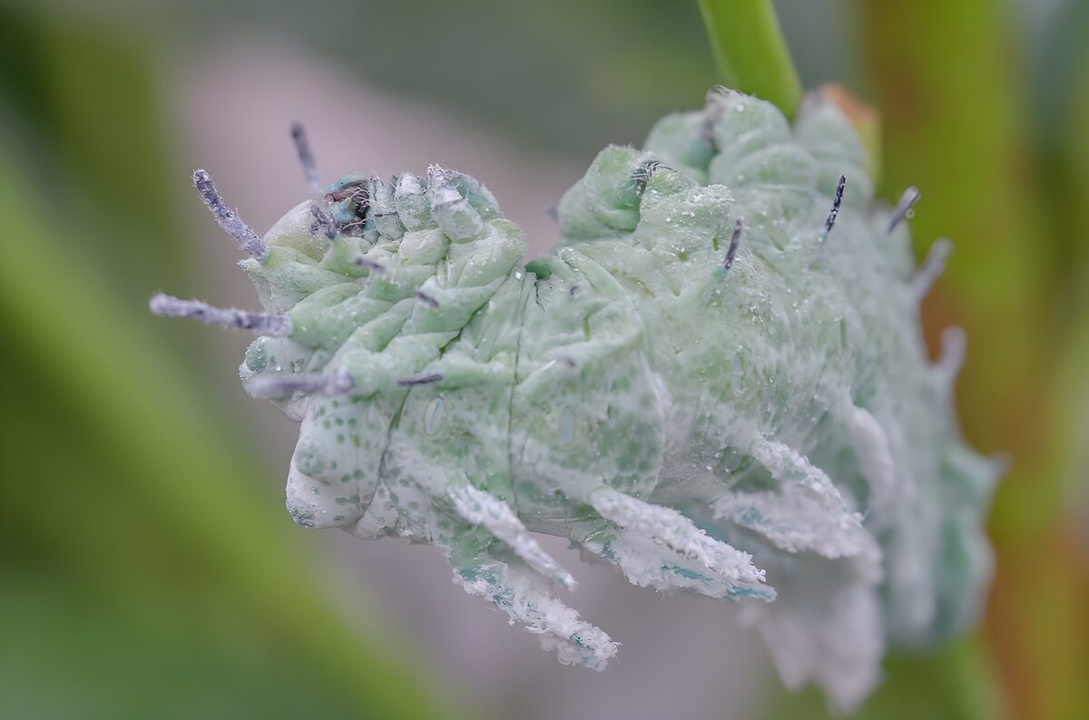 OCUK69977: Unique Green Caterpillar Close-Up