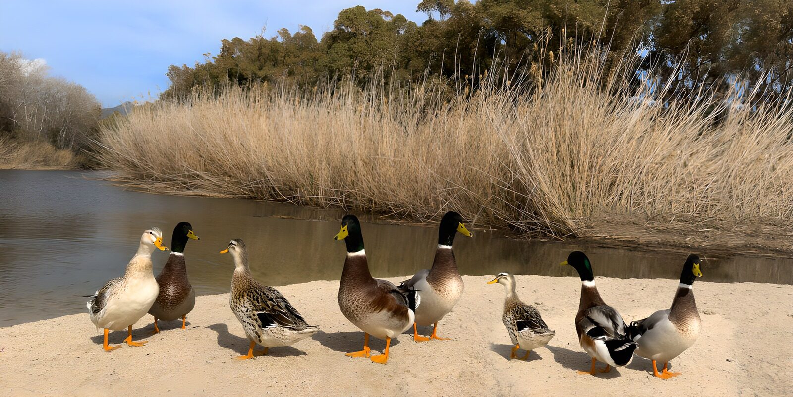 OCUK11476: Group of Ducks by the Water