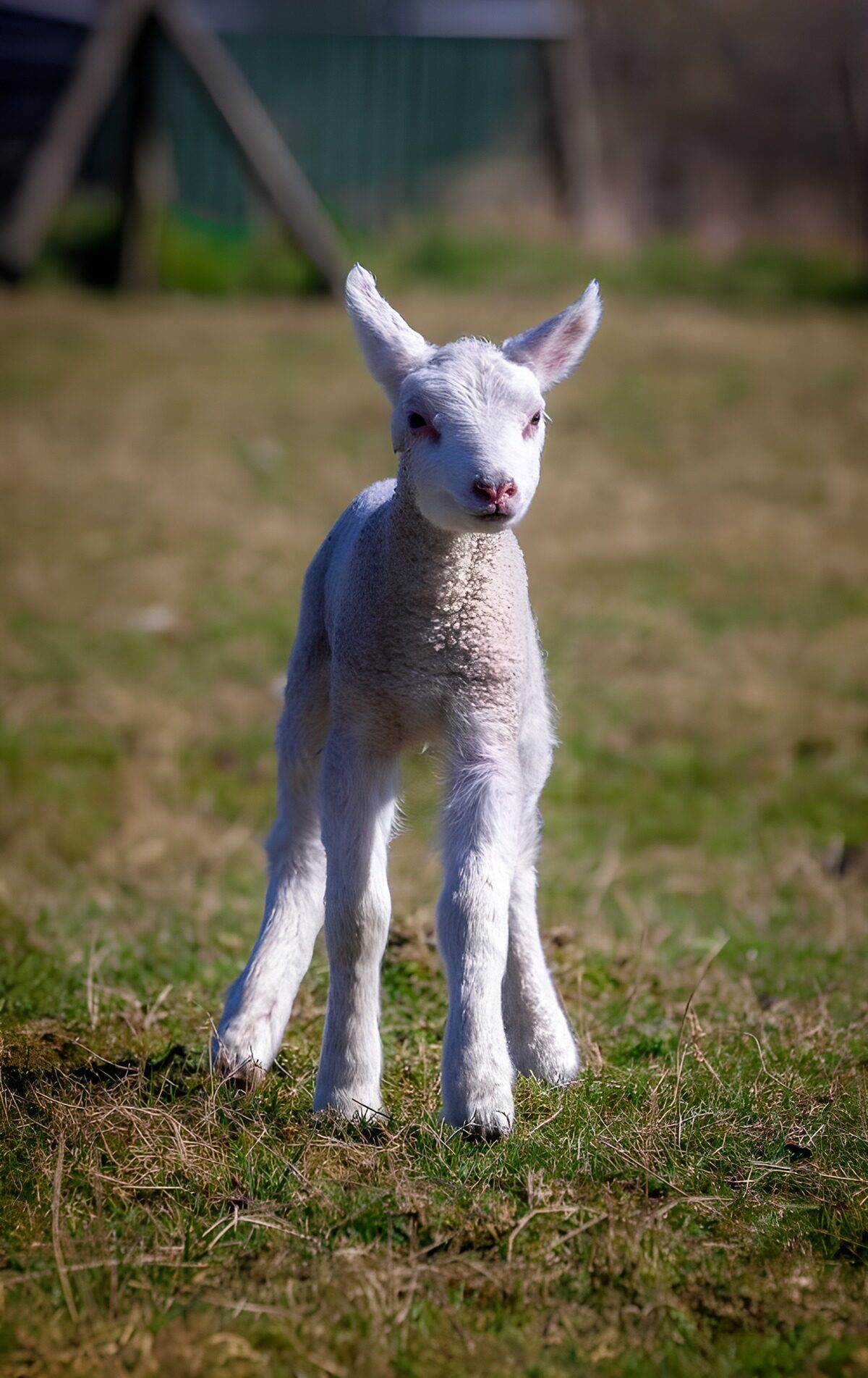 OCUK91053: Playful Lamb in Spring Meadow