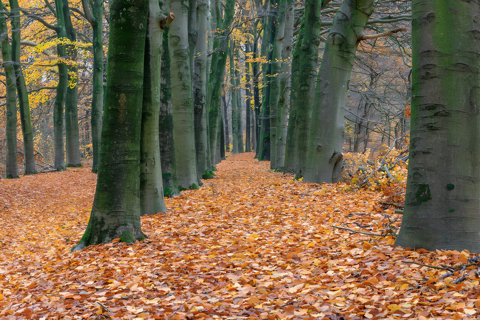OCUK23048: Tranquil Autumn Pathway in the Forest
