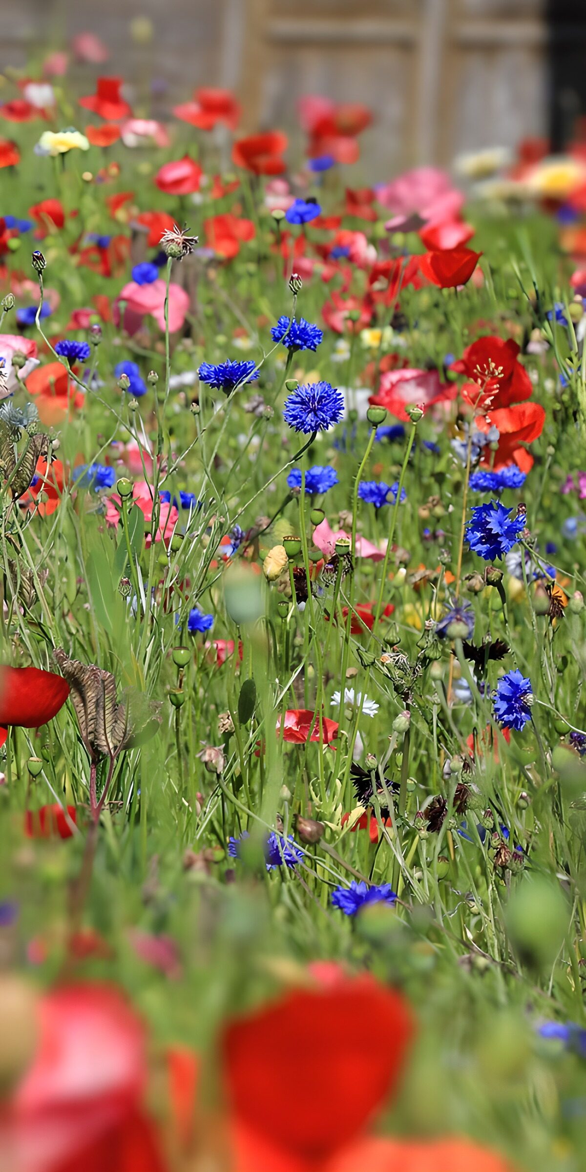 OCUK60658: Vibrant Wildflower Meadow in Bloom