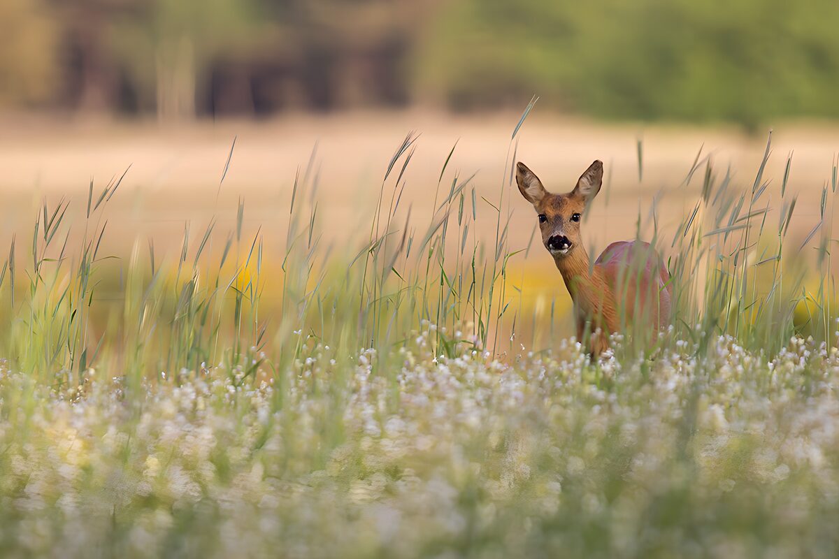 Curious Roe Deer in Field
