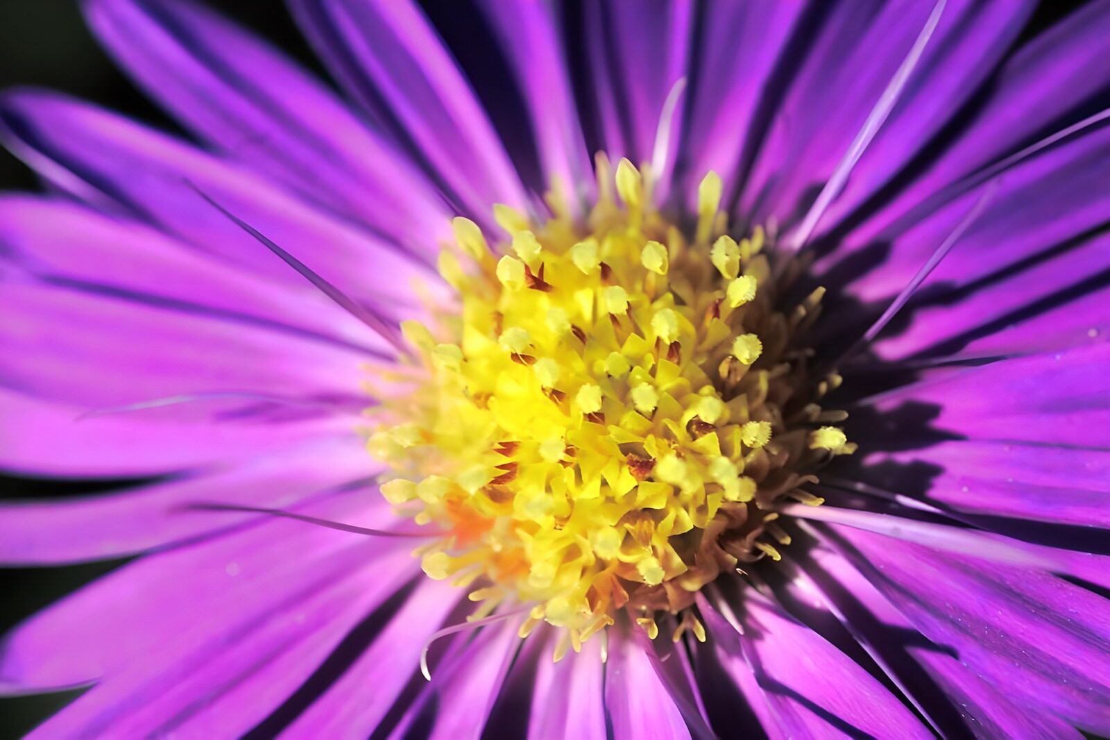 OCUK65472: Flower photo 54