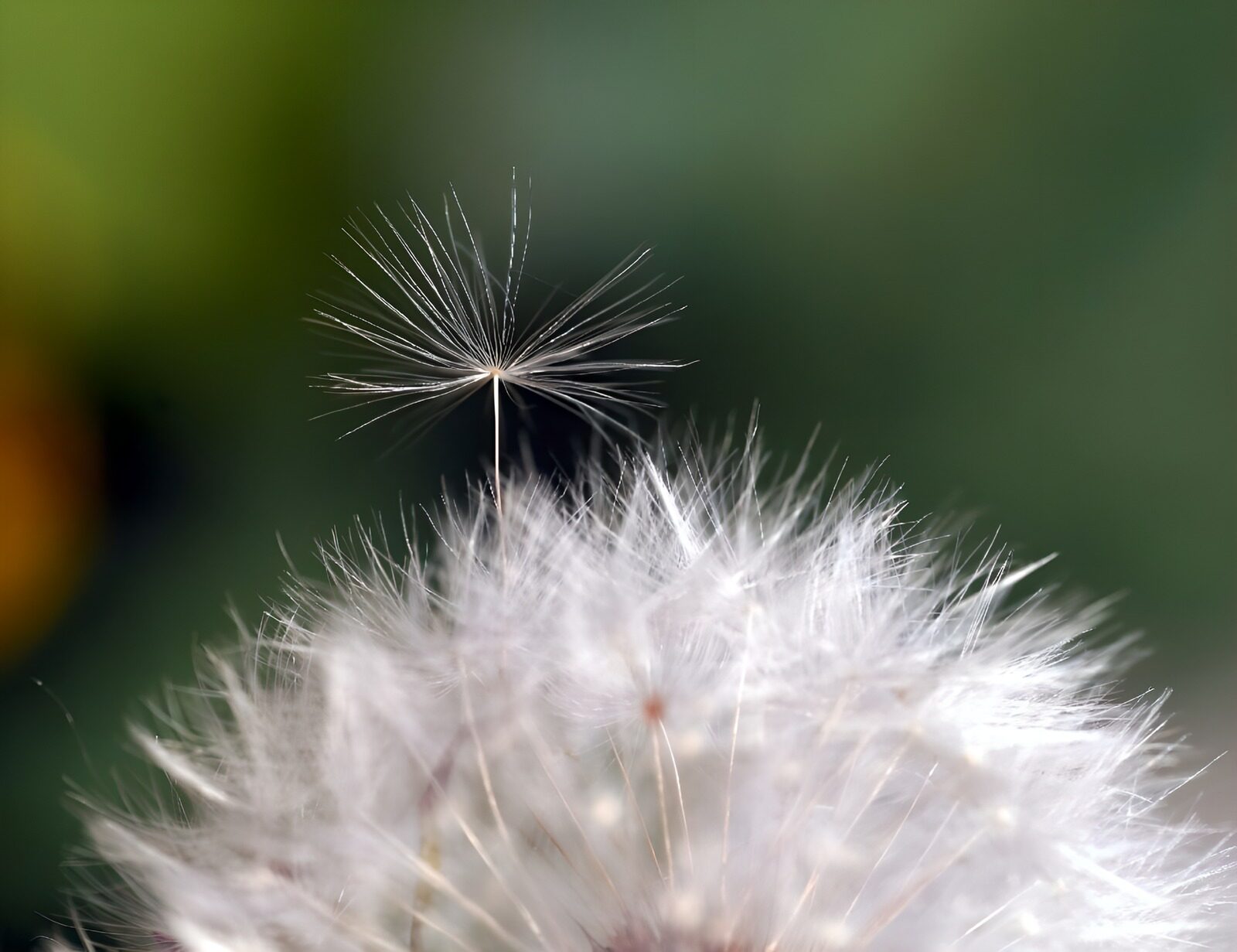 OCUK29015: Flower photo 43
