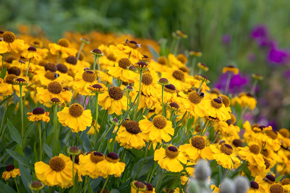 OCUK36330: Vibrant Yellow Flower Bloom