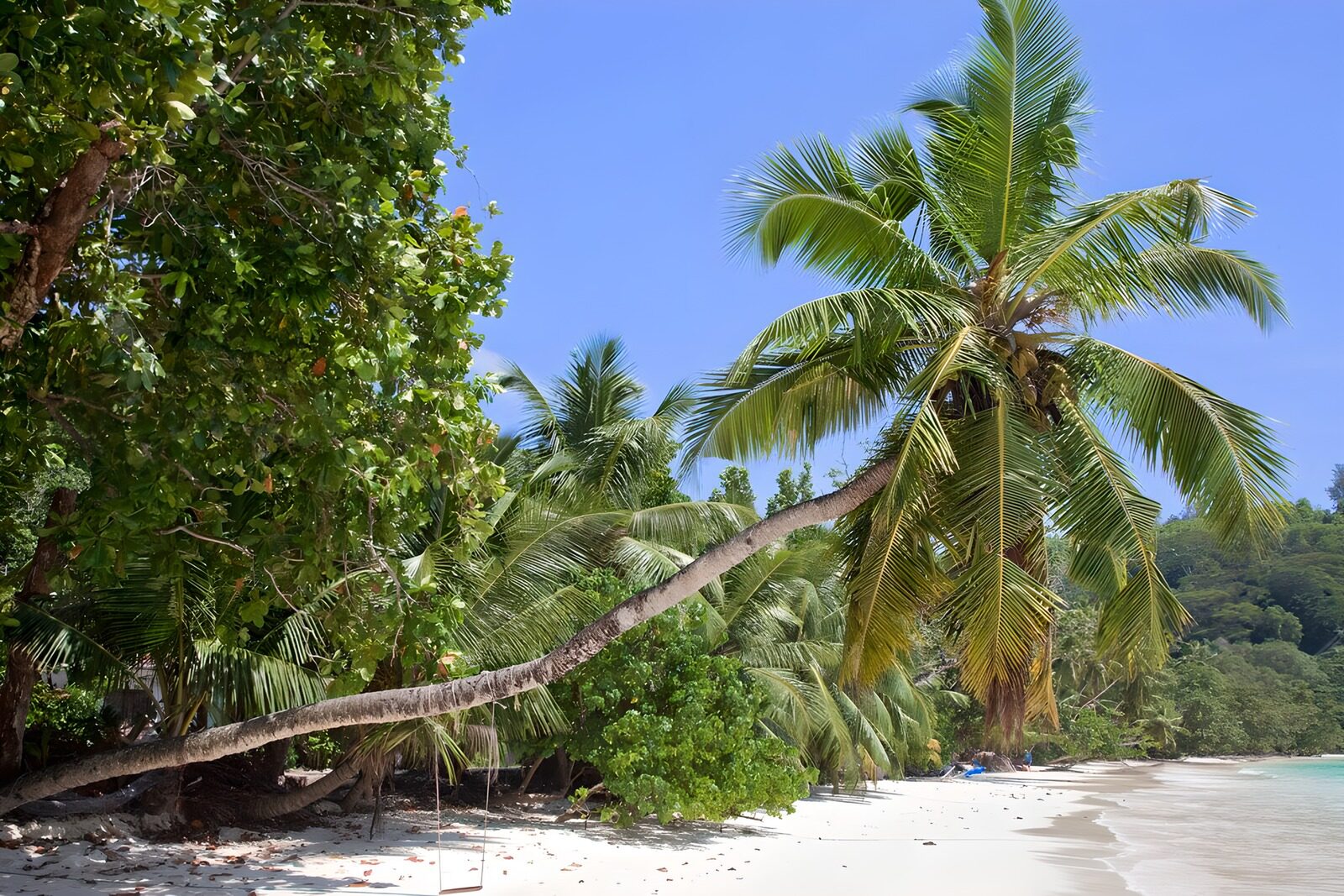 OCUK47109: Tropical Beach Paradise with Palm Trees
