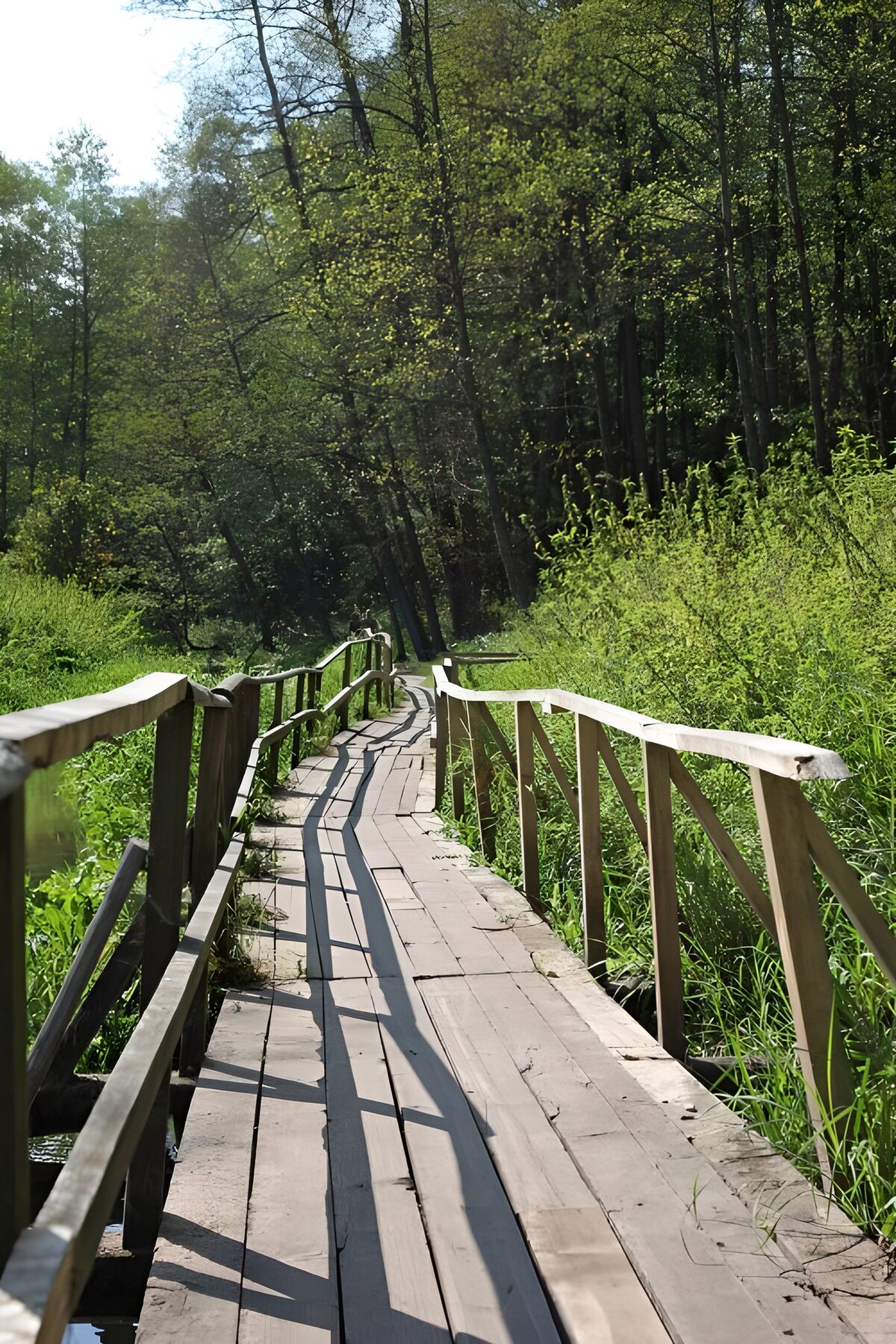 Serene Wooden Path Through Nature