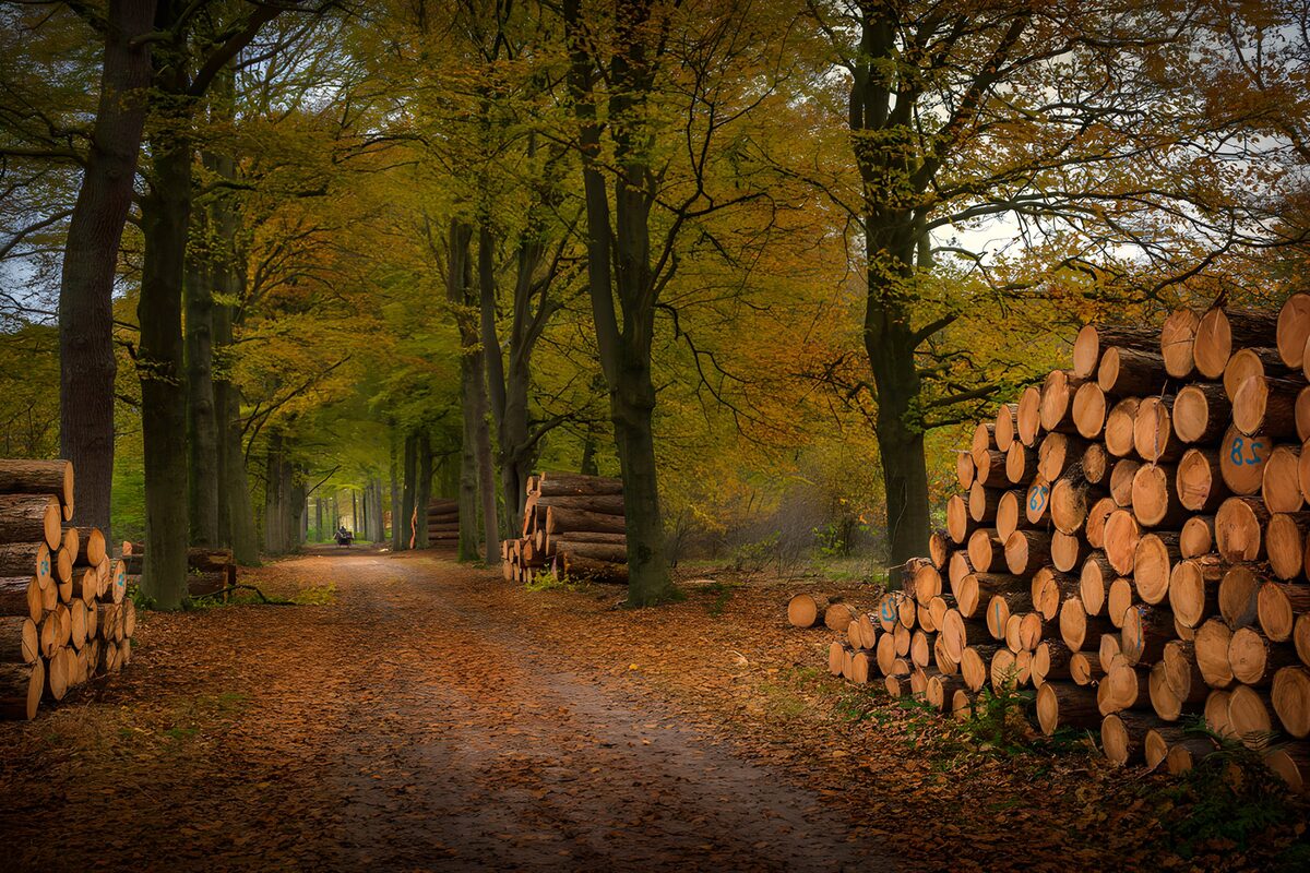 OCUK98627: Autumn Woods with Stacked Logs