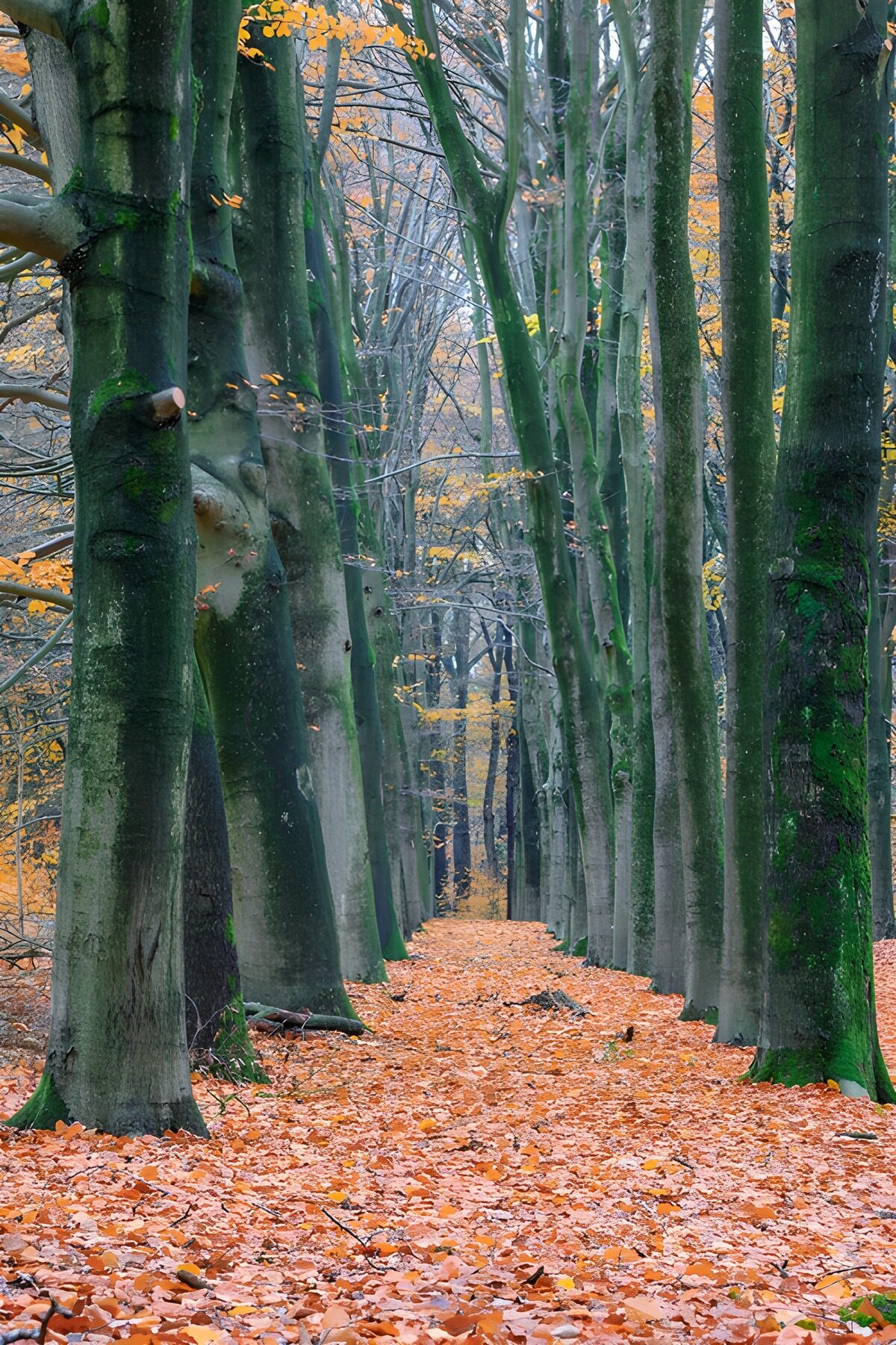 OCUK75198: Autumn Pathway Through the Trees
