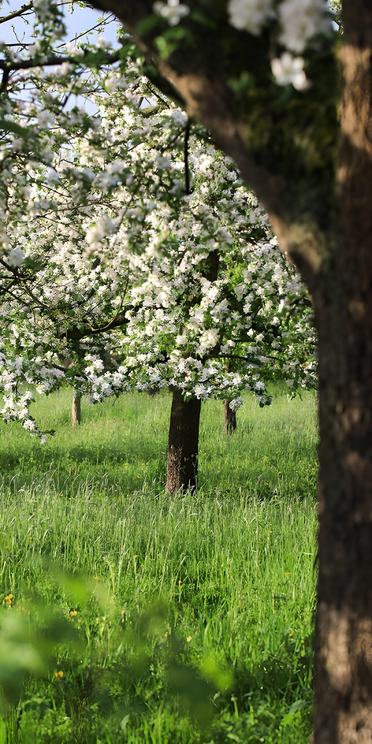 OCUK96593: Blossoming Orchard in Spring