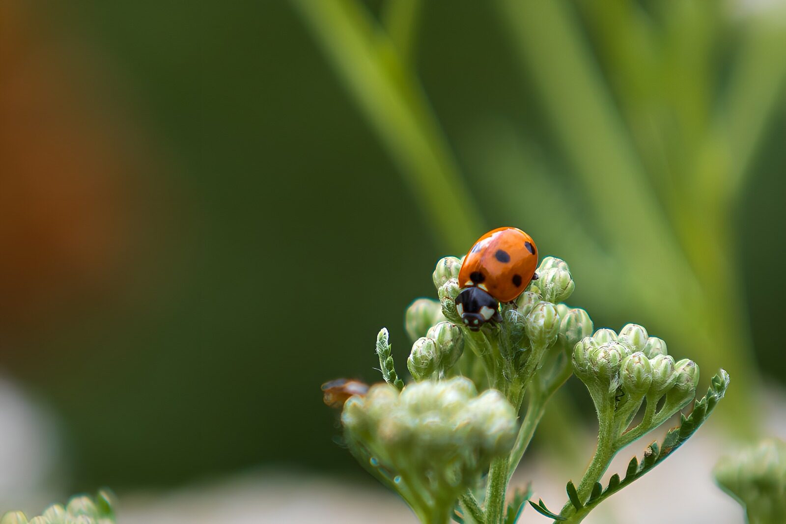 OCUK61934: Red Ladybug on Green Flower Buds