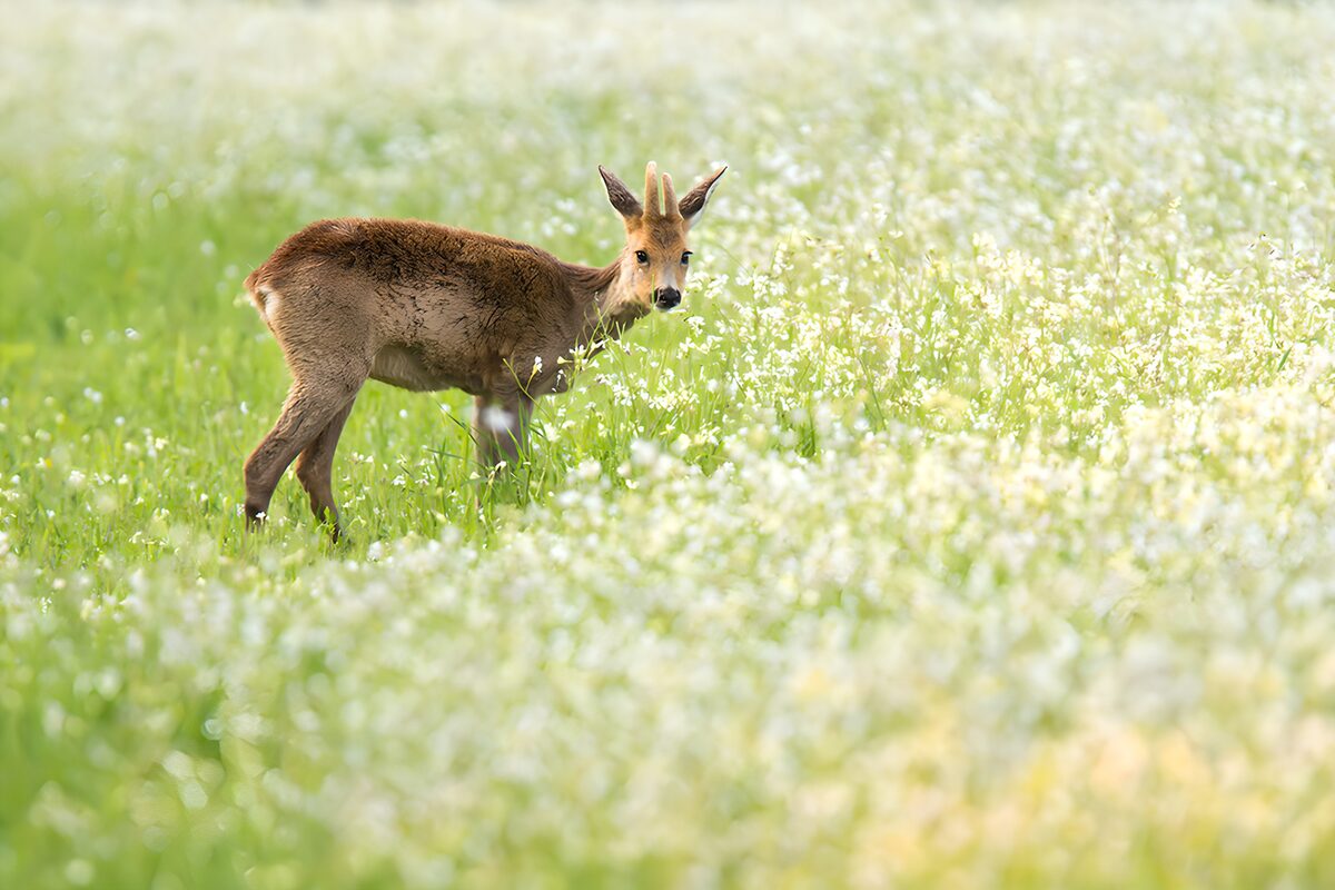 OCUK84743: Young Roe Deer in Blooming Meadow