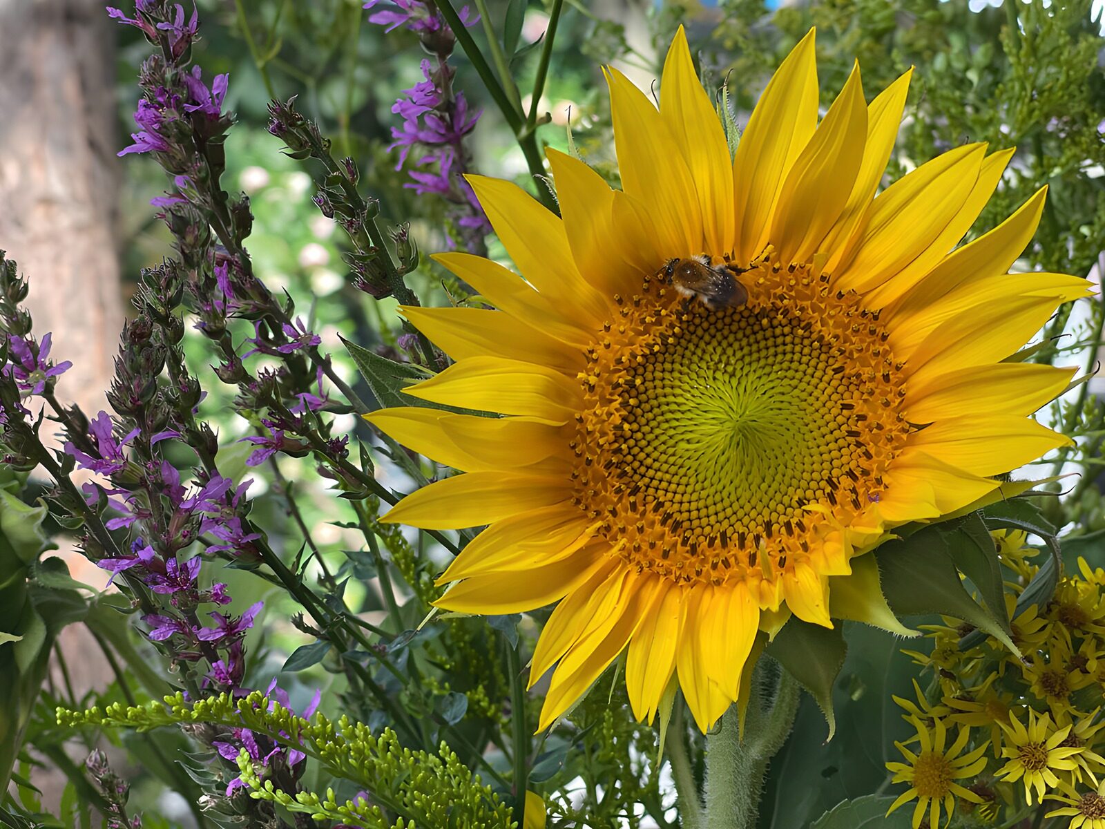 OCUK82907: Sunflower among Wildflowers