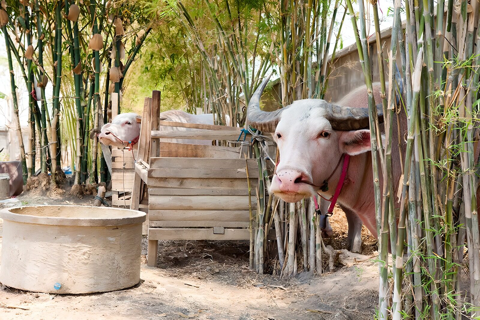 OCUK29747: Peaceful Cattle Amongst Bamboo