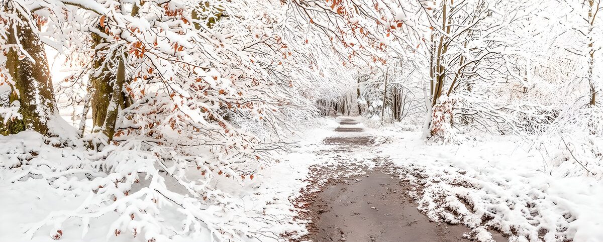 OCUK69537: Winter Wonderland Pathway