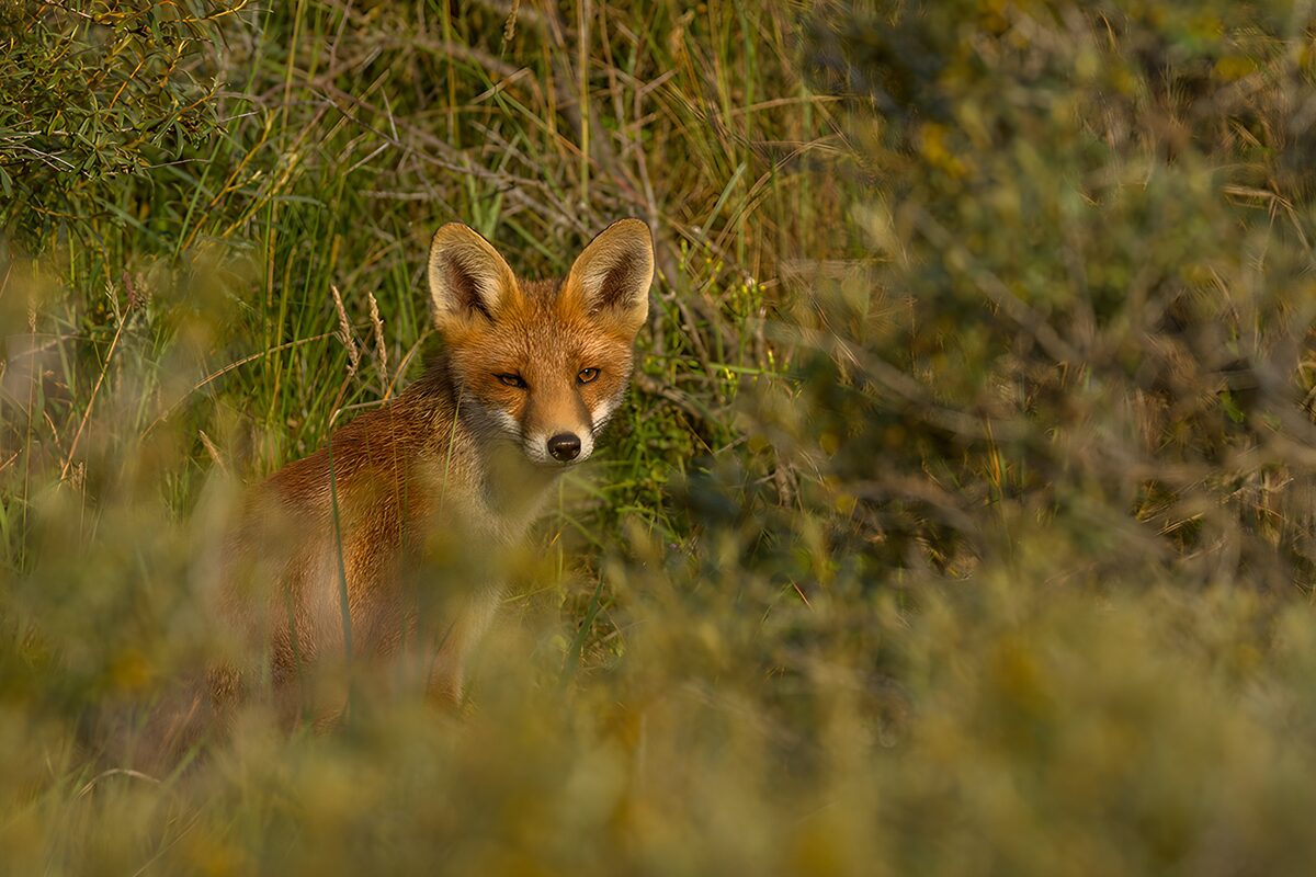 OCUK56495: Curious Fox in Natural Habitat