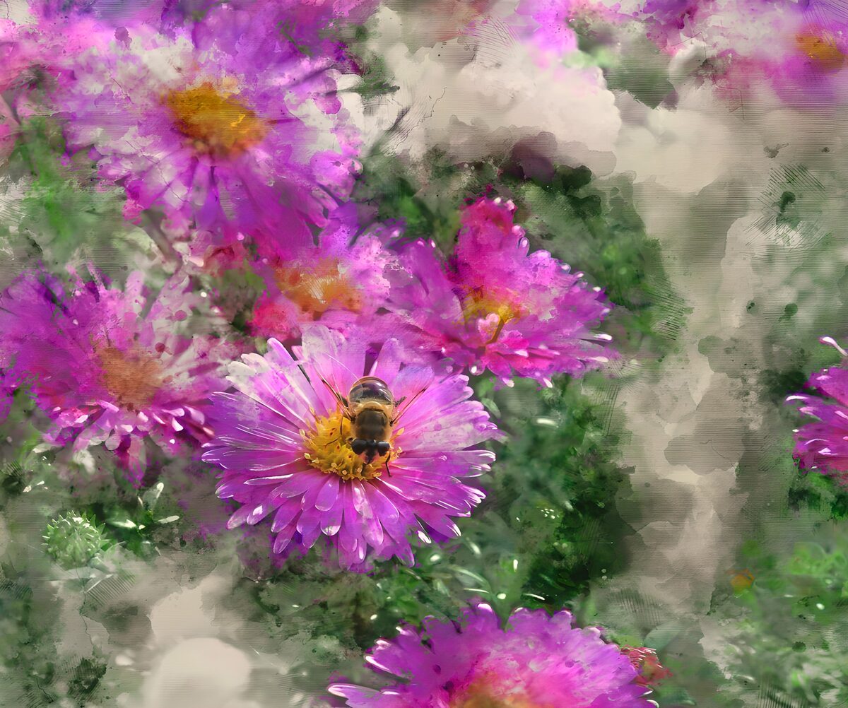 OCUK95347: Bee on Pink Flowers