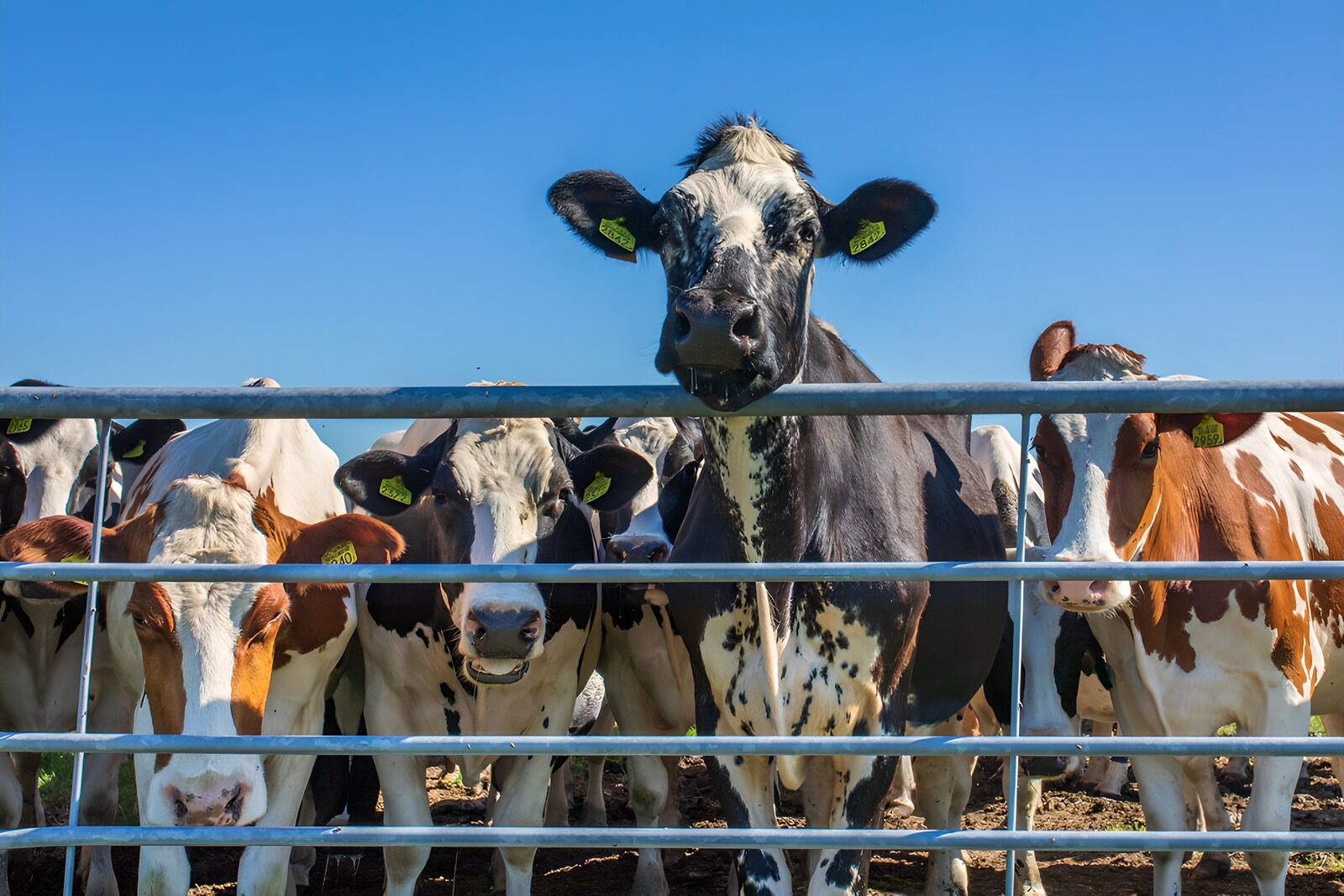 OCUK33693: Curious Cows Behind the Fence