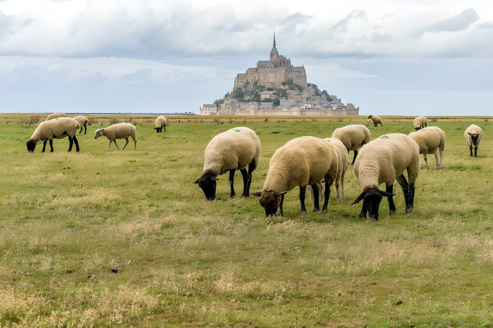 OCUK35528: Grazing Sheep Near Mont-Saint-Michel