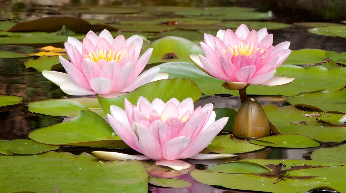 Tranquil Pink Water Lilies in Bloom