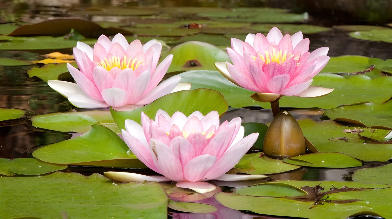 OCUK46948: Tranquil Pink Water Lilies in Bloom