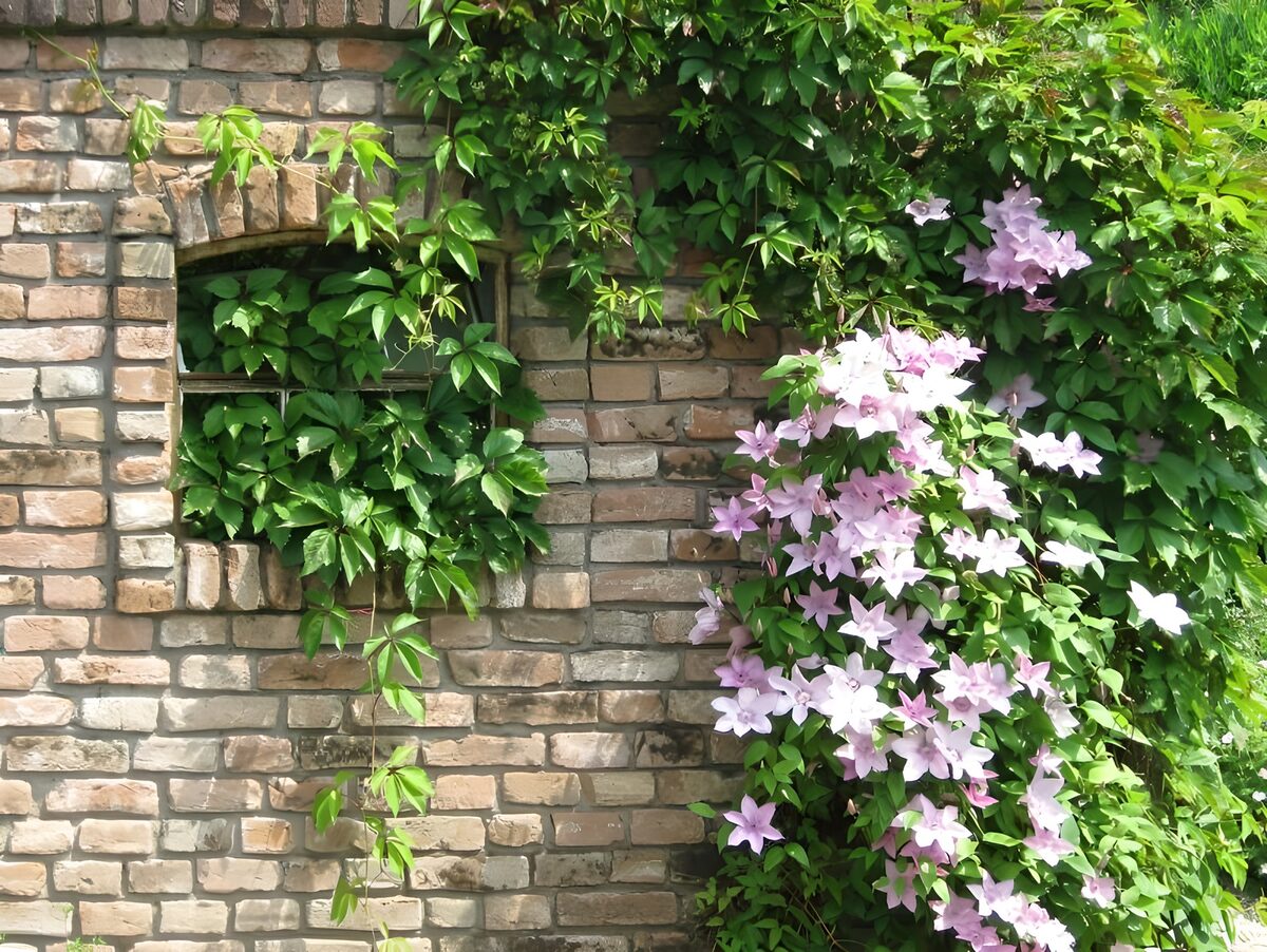 Old wall  covered with flowers and  ivy.