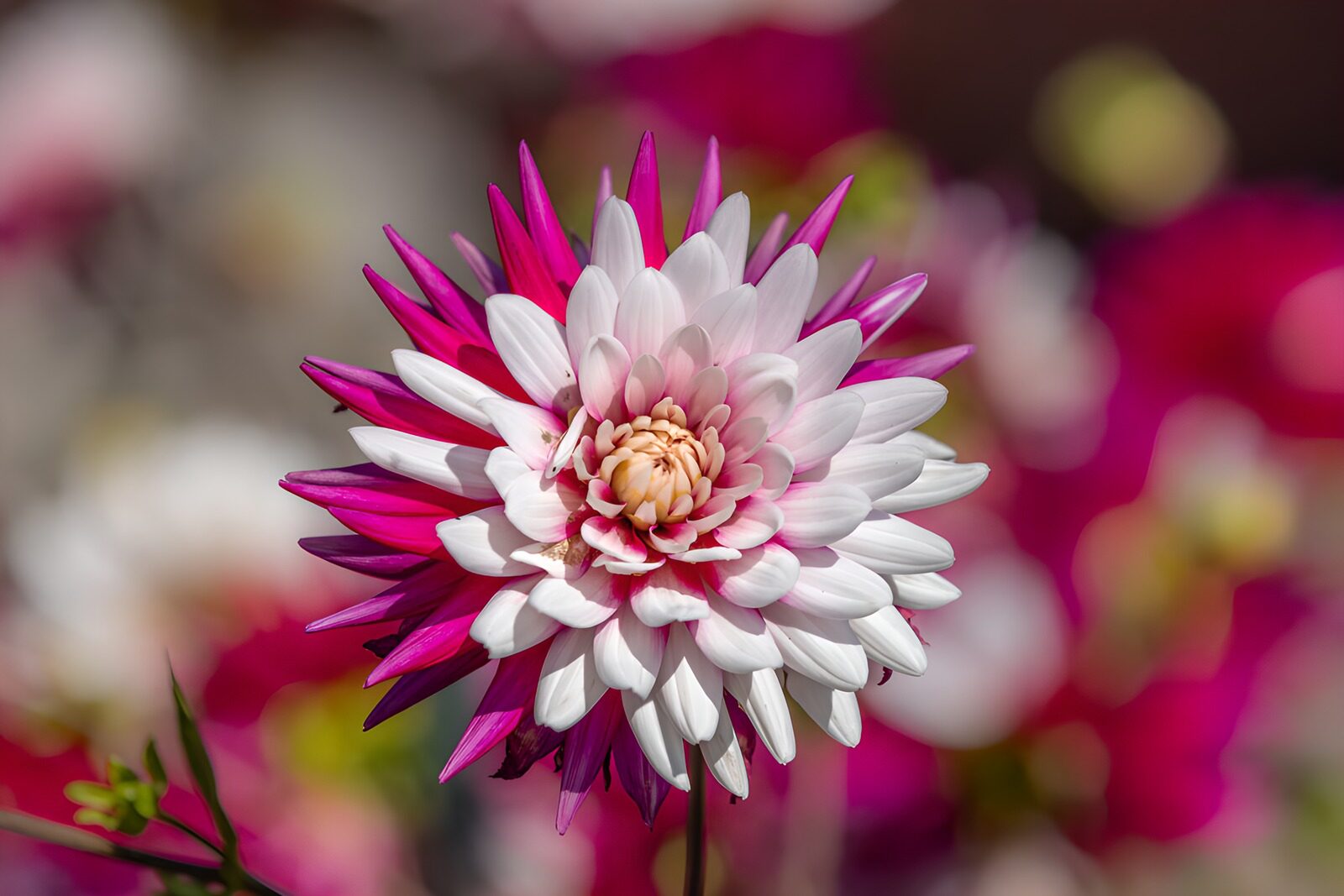 OCUK82262: Stunning Pink and White Flower Blossom