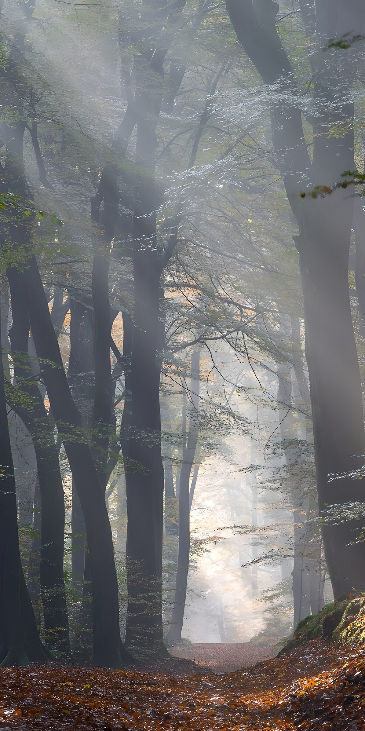 OCUK62445: Enchanted Forest Pathway