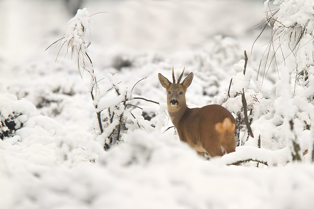 OCUK68971: Winter Roe Deer in Snowy Landscape