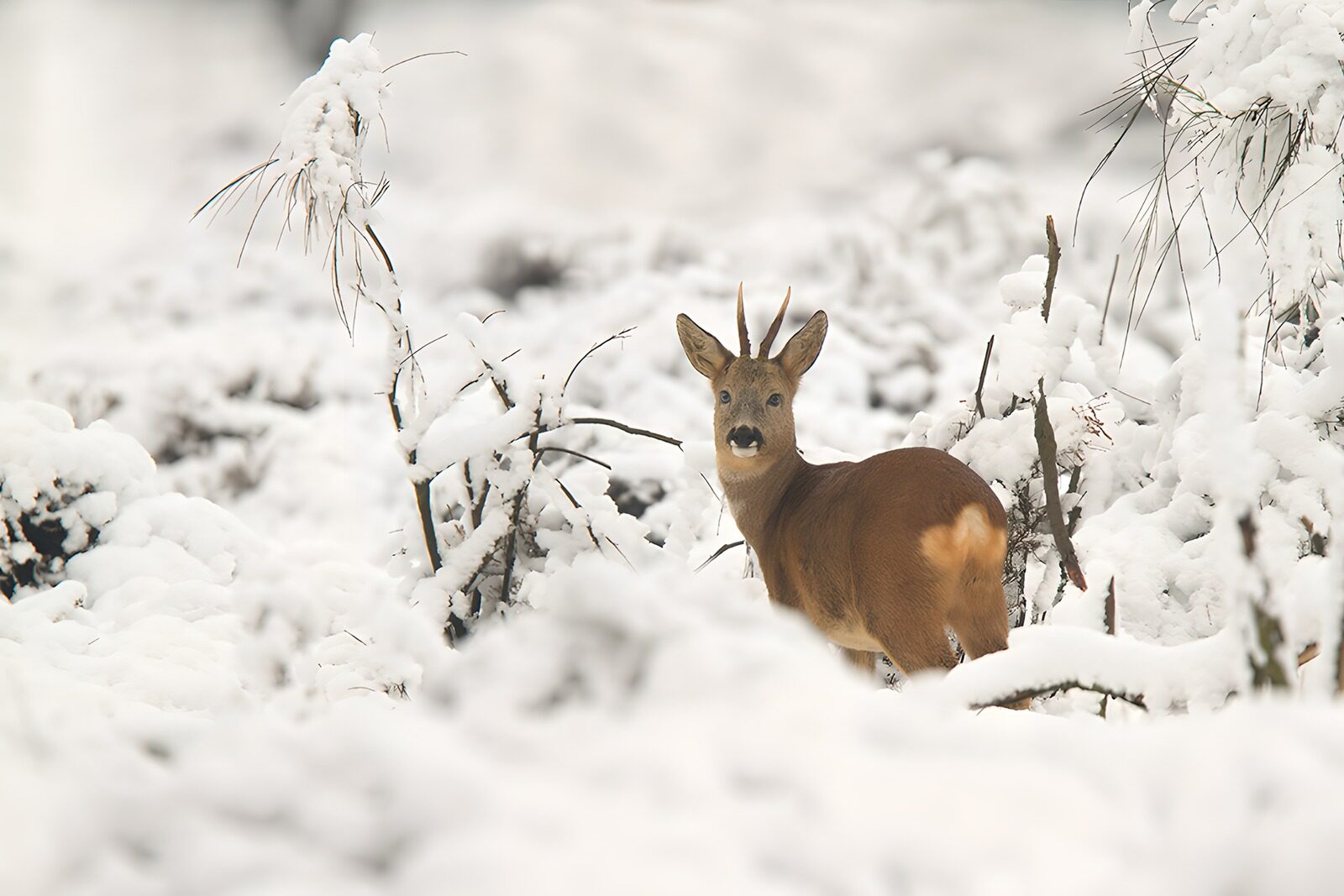 OCUK68971: Winter Roe Deer in Snowy Landscape
