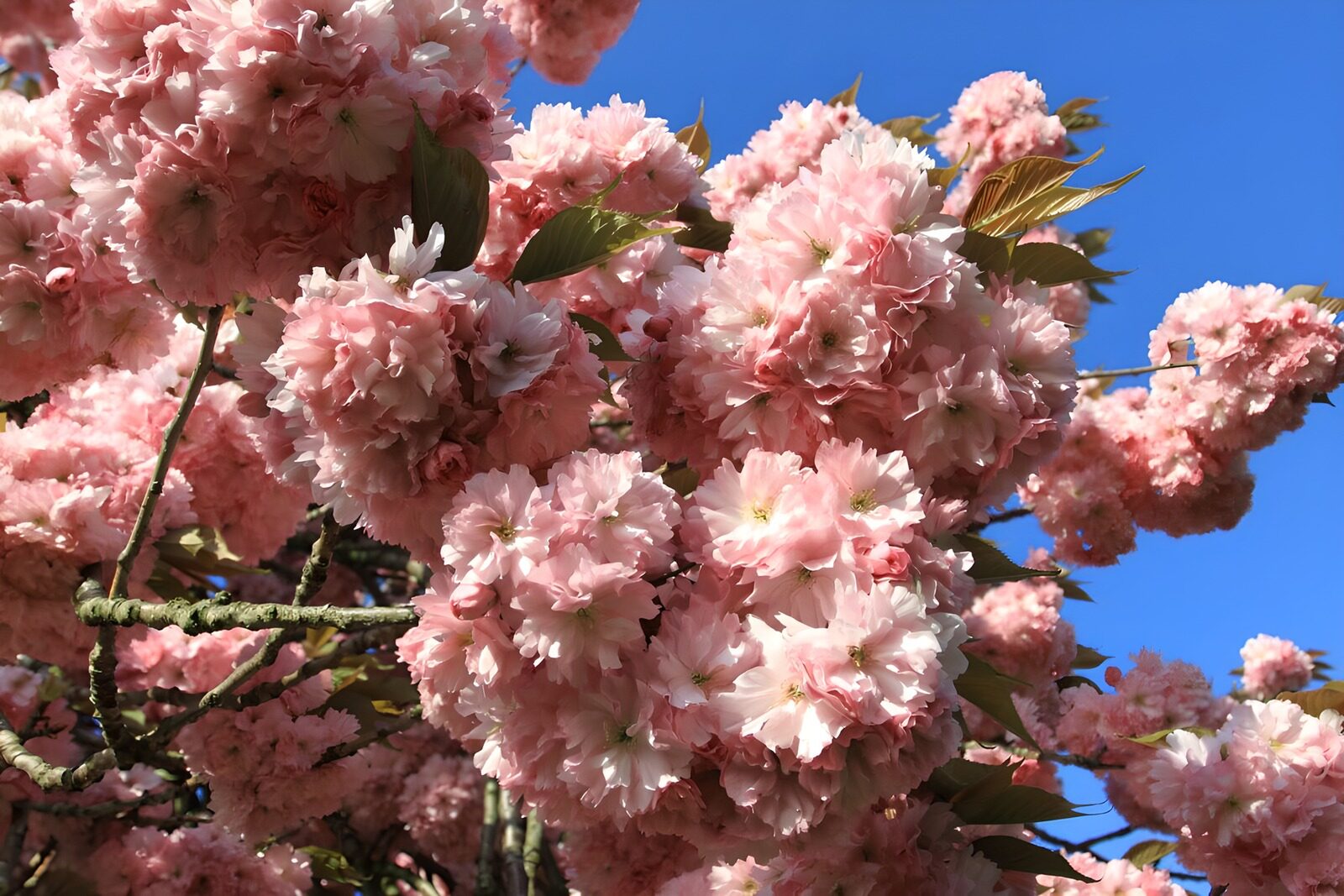 OCUK29959: Pink blossom