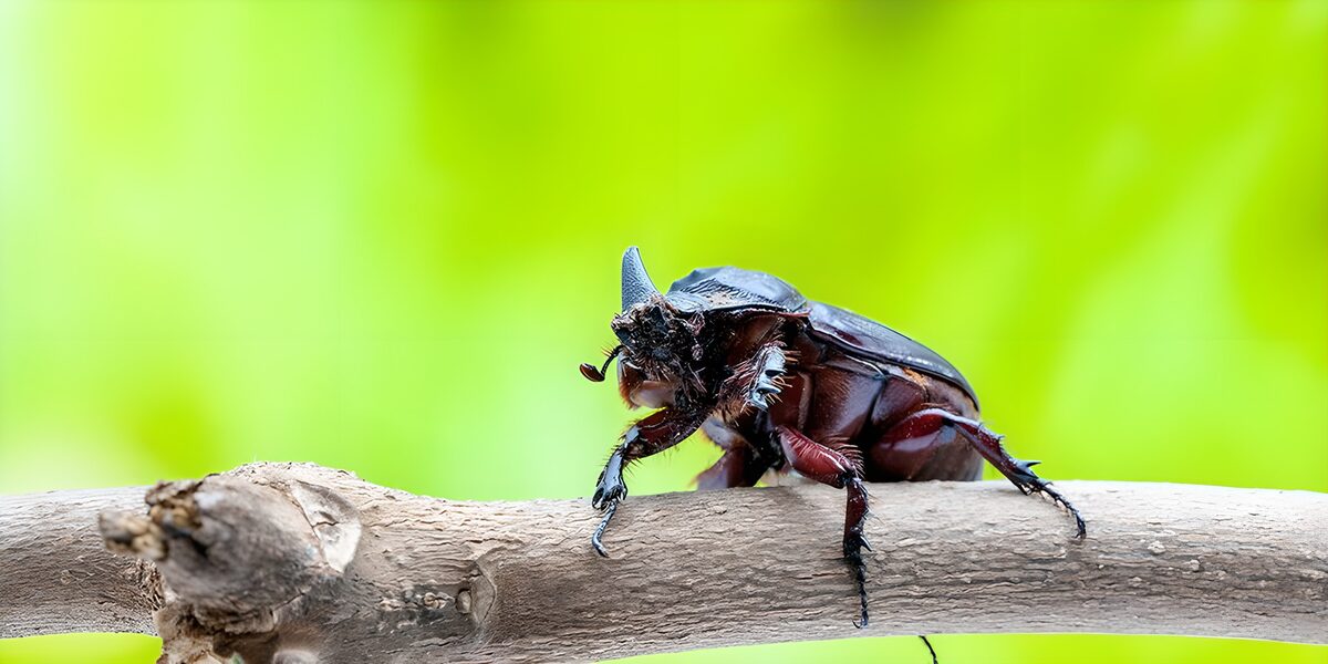 OCUK45576: Majestic Beetle on a Branch