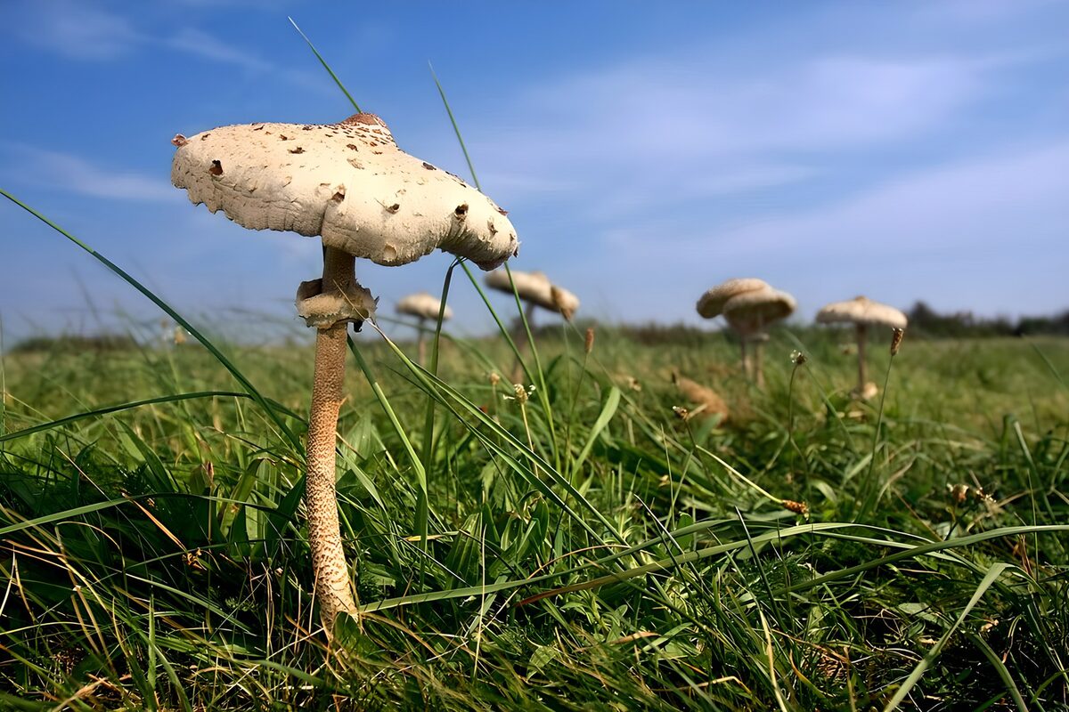 OCUK87036: Majestic Mushroom in a Green Field