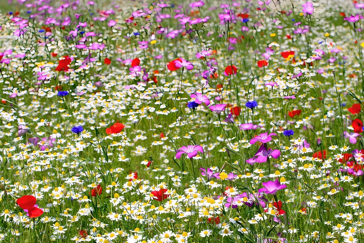 Vibrant Wildflower Meadow in Bloom