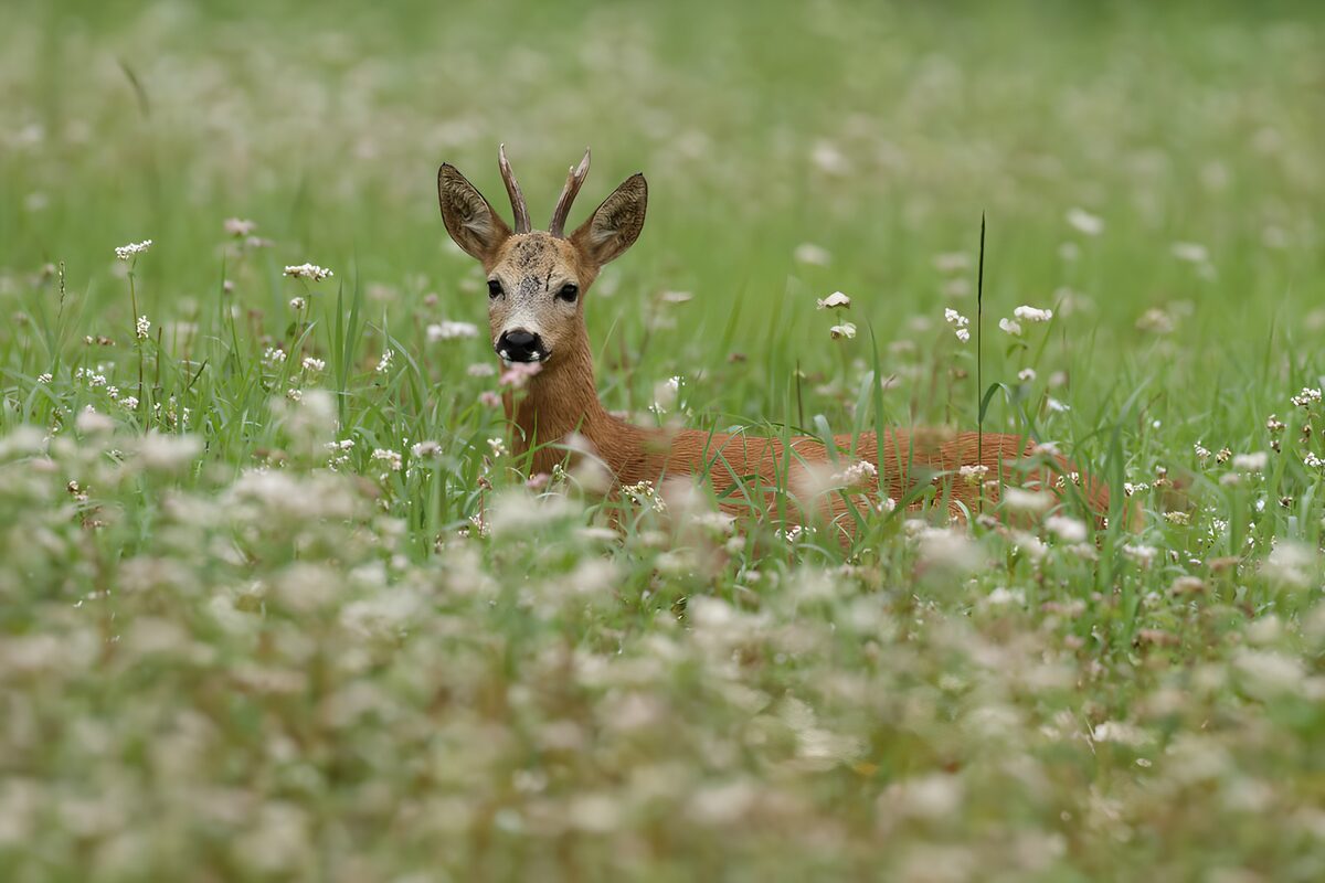 OCUK49203: Young Roe Deer Among Wildflowers
